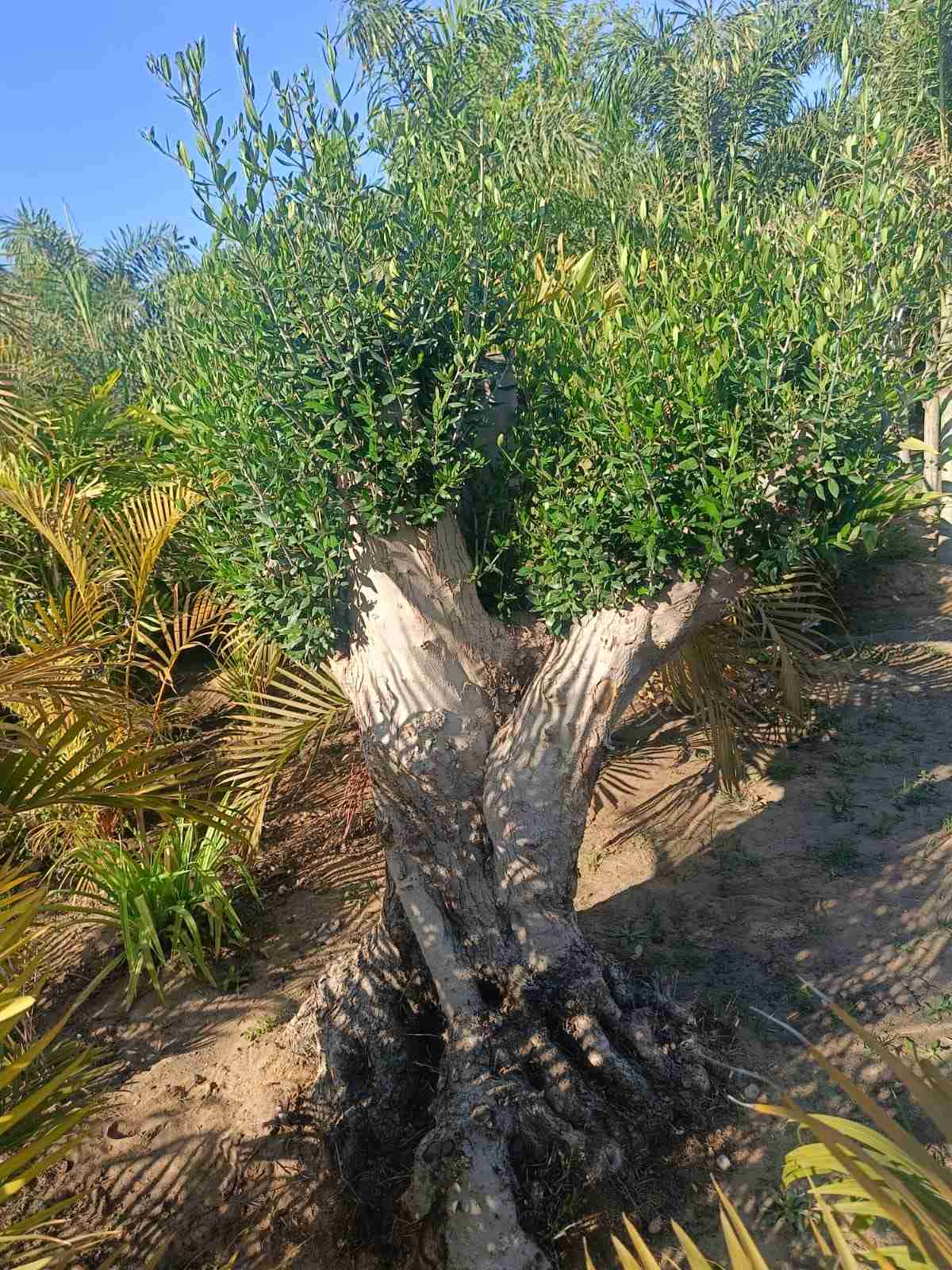 توريد أشجار الزيتون