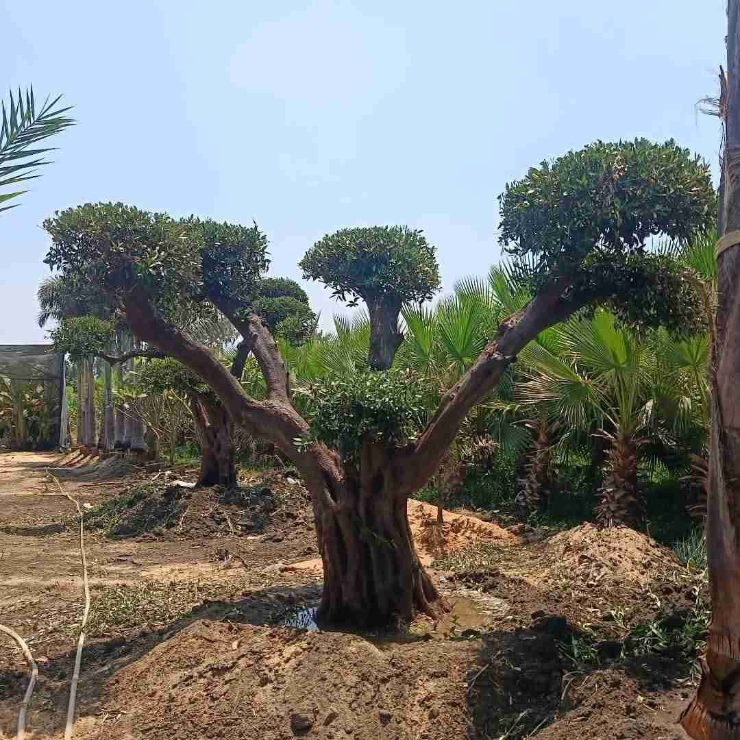 توريد وتركيب أشجار الزيتون المعمرة